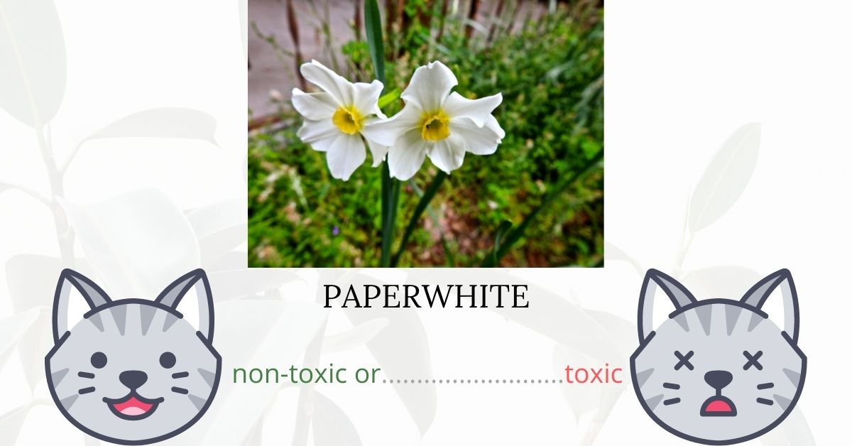 Are Paperwhites Toxic To Cats?