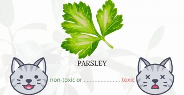 Is Parsley Toxic To Cats? 