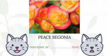  Is Peace Begonia Toxic To Cats? 