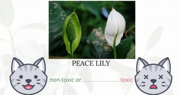  Is Peace Lily Toxic To Cats?