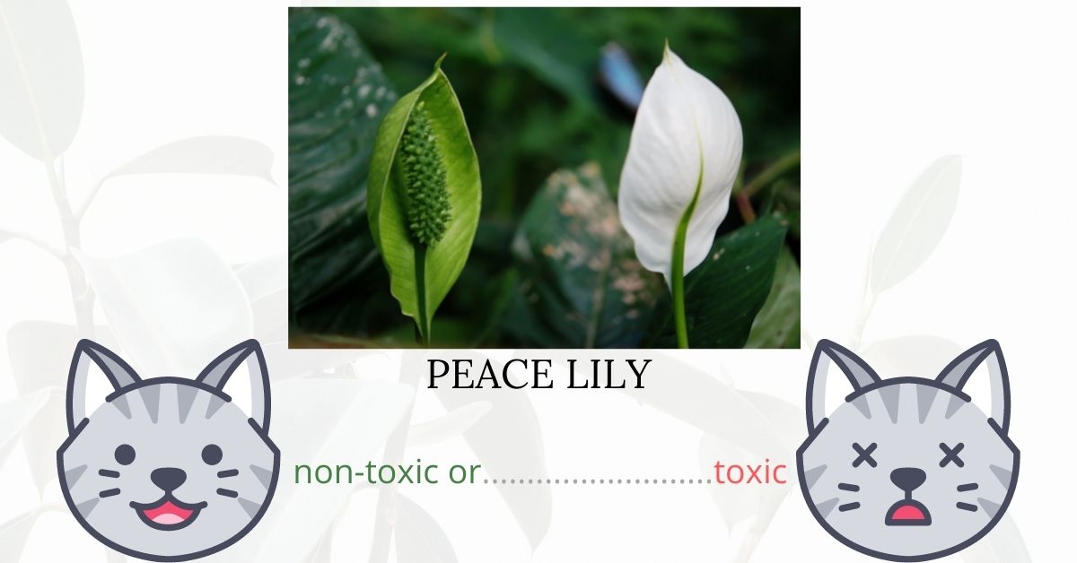 is-peace-lily-poisonous-to-cats-and-dogs