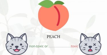 Is Peach Toxic To Cats? 