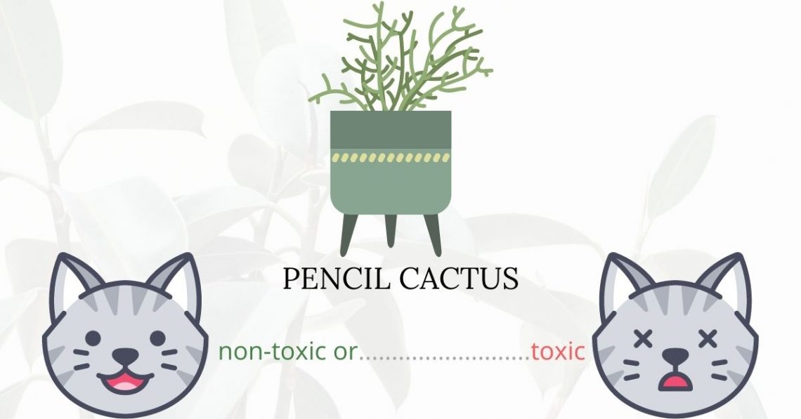 Is Pencil Cactus Toxic To Cats? 