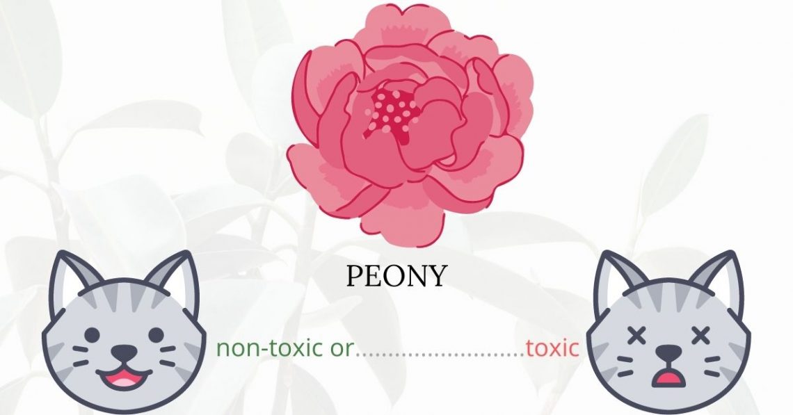 Is Peony Toxic To Cats? 