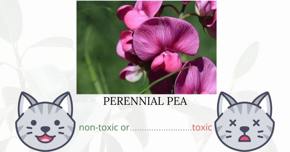 Is Perennial Pea Toxic To Cats? 