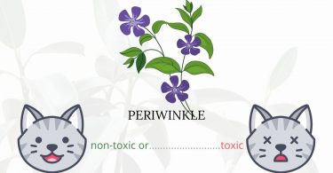 Is Periwinkle Toxic To Cats? 