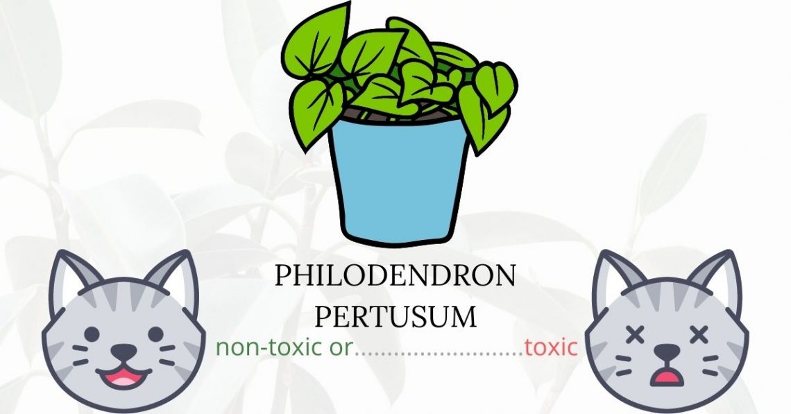 Is Philodendron Pertusum Toxic To Cats? 