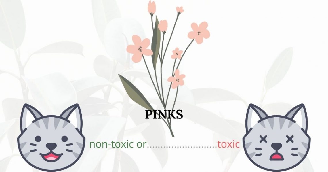 Are Pinks Toxic To Cats? 