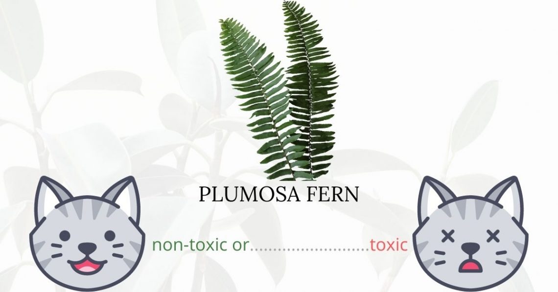 Is Plumosa Fern Toxic To Cats? 
