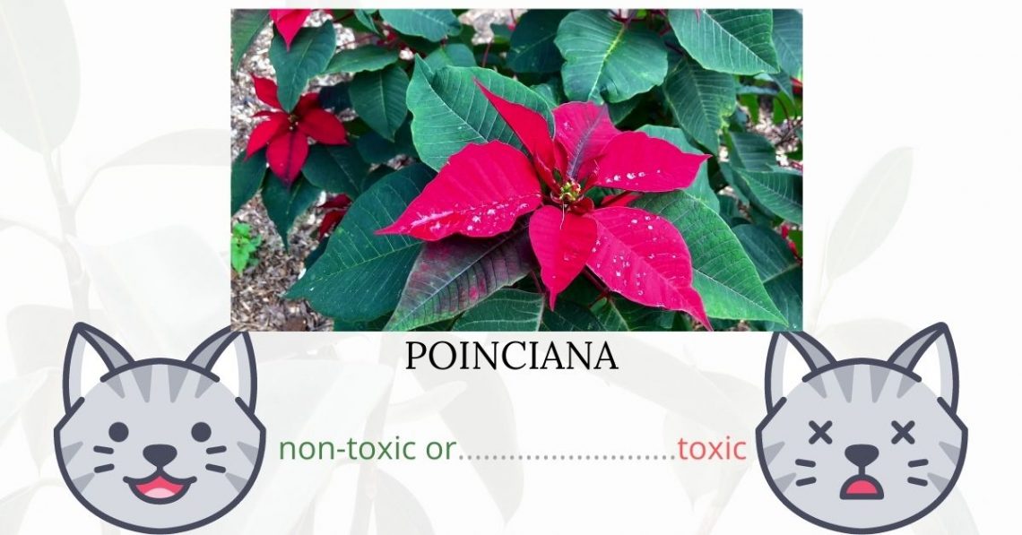 Is Poinciana Toxic To Cats? 