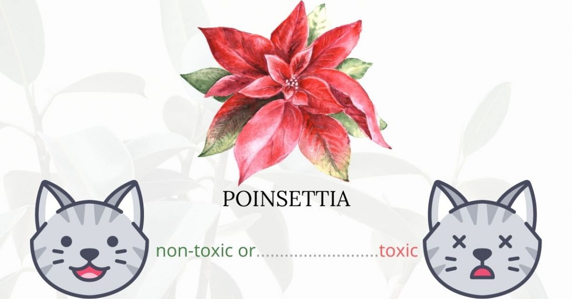 Is Poinsettia Toxic To Cats? 