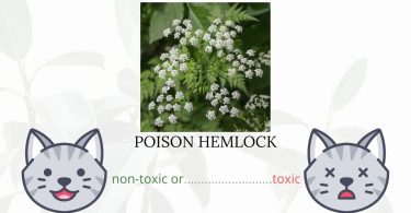 Is Poison Hemlock Toxic To Cats? 