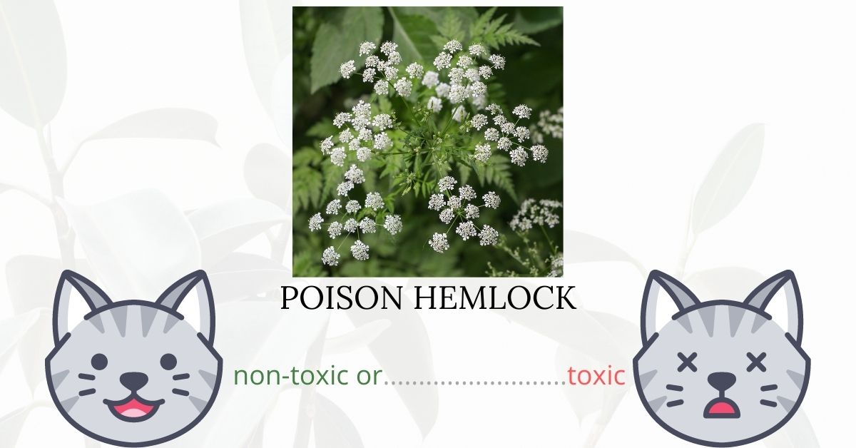 Is Poison Hemlock Toxic To Cats? Plants'n'Cats