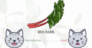 Is Pie Plant or Rhubarb Toxic To Cats? 