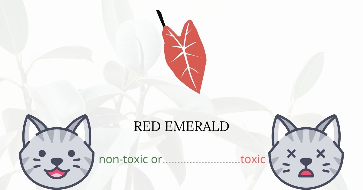 Is Red Emerald Toxic To Cats?