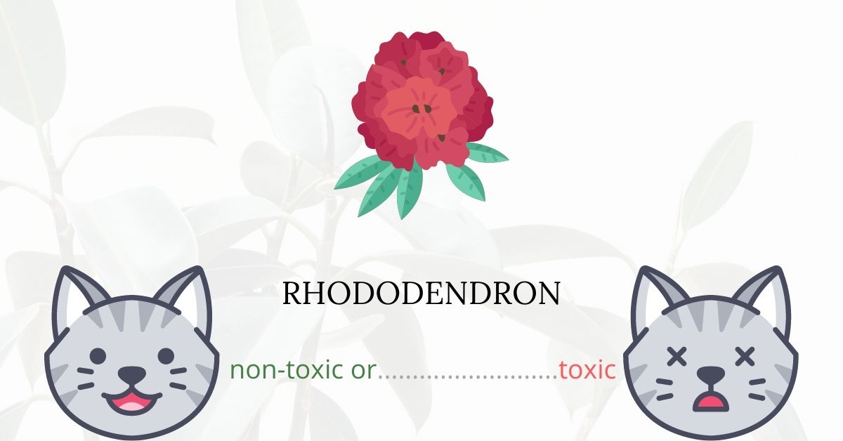 Are Rhododendrons Toxic to Cats?