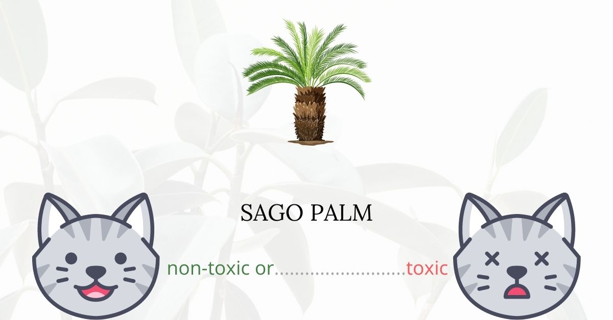Are Sago Palms Toxic To Cats?