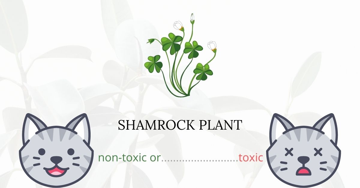 Is Shamrock Plant Toxic To Cats? Plants'n'Cats