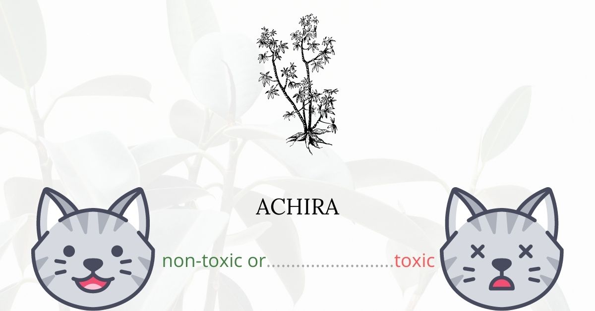 is-achira-or-arrowroot-toxic-for-cats