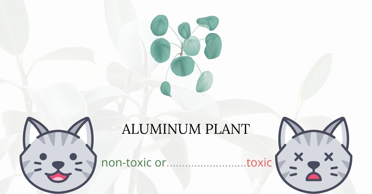 Is Aluminum Plant Toxic For Cats?