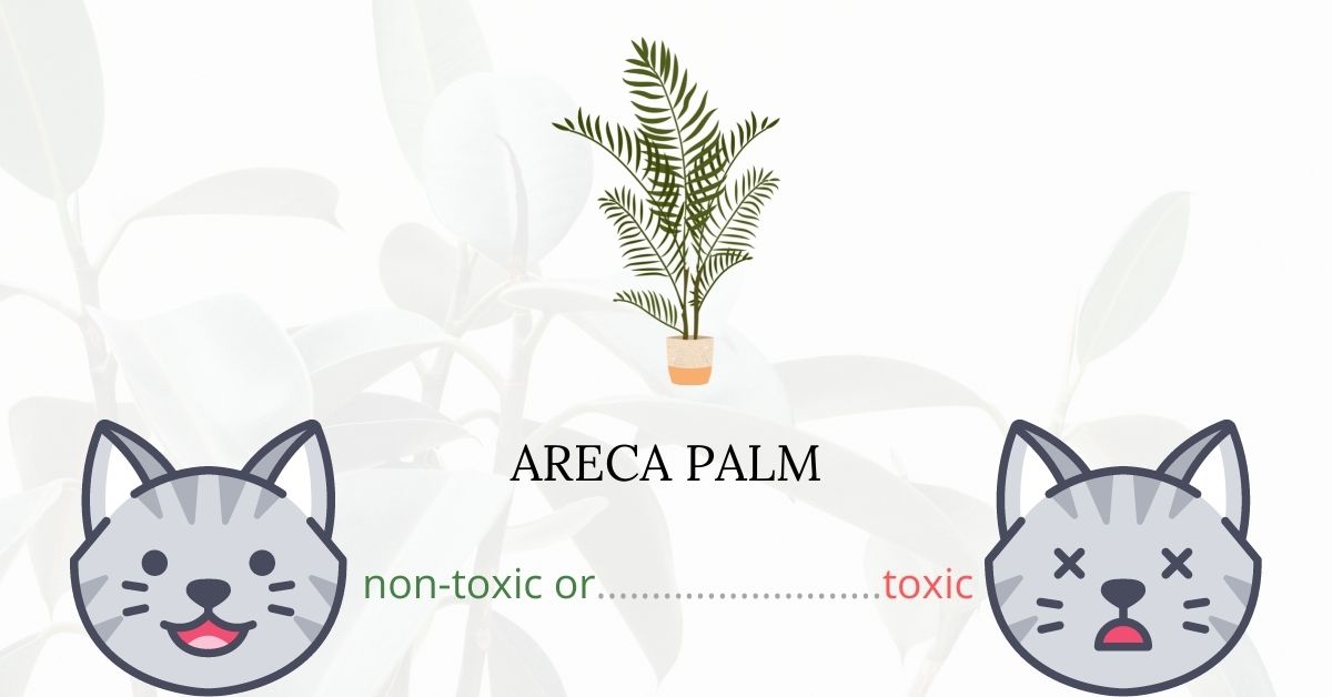 is-areca-palm-toxic-for-cats-plants-n-cats