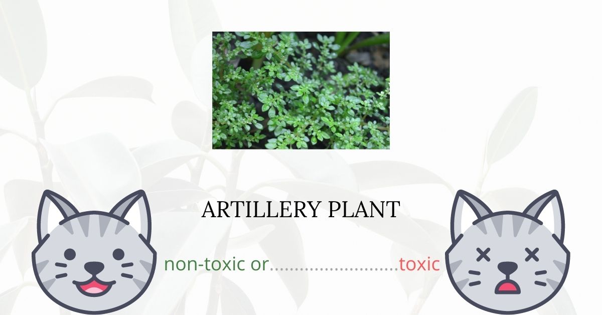 is artillery plant safe for my pets