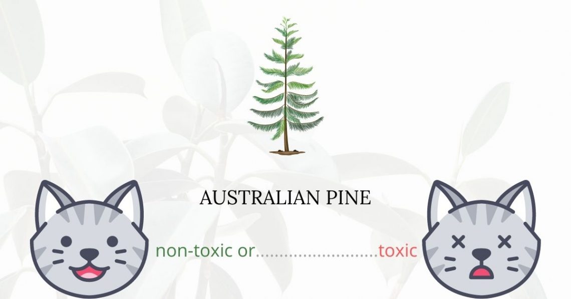 Is Australian Pine or Norfolk Pine Toxic For Cats