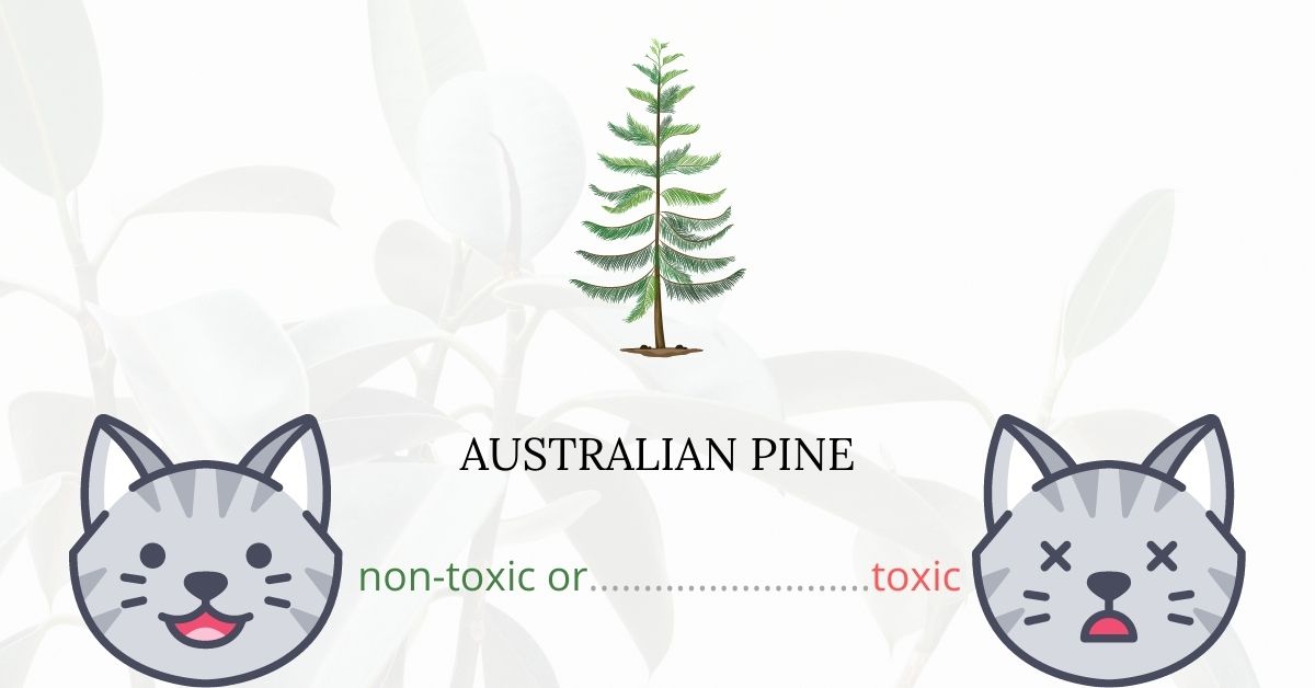 Is Australian Pine or Norfolk Pine Toxic For Cats?