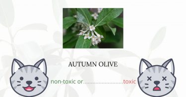 Is Autumn Olive Toxic For Cats