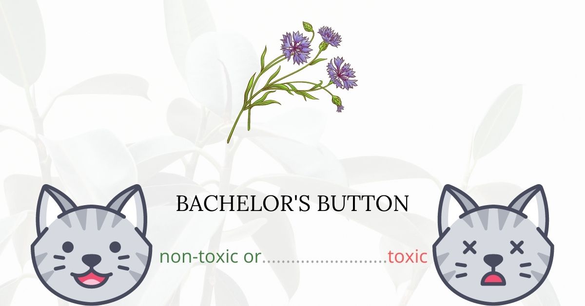 Are Bachelor’s Buttons Toxic For Cats?