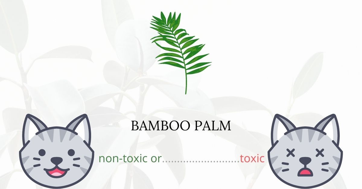 Are Bamboo Palms Toxic For Cats?