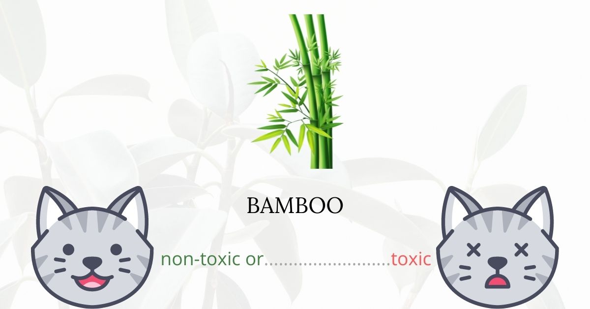 Is Bamboo Toxic For Cats?