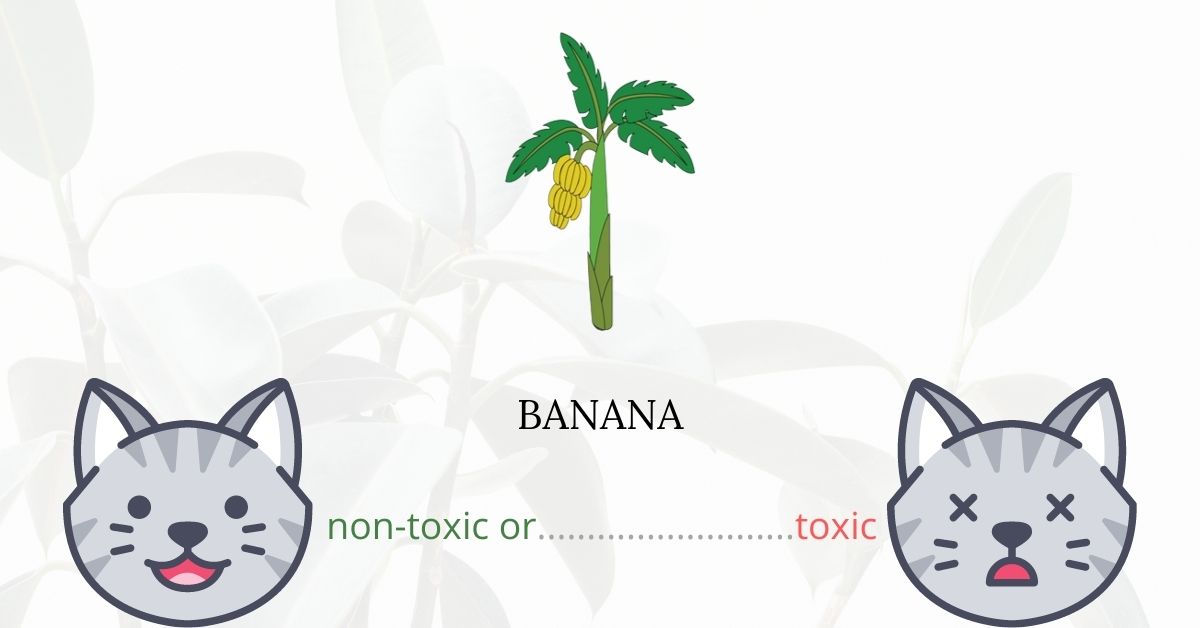 Are Bananas Toxic For Cats?