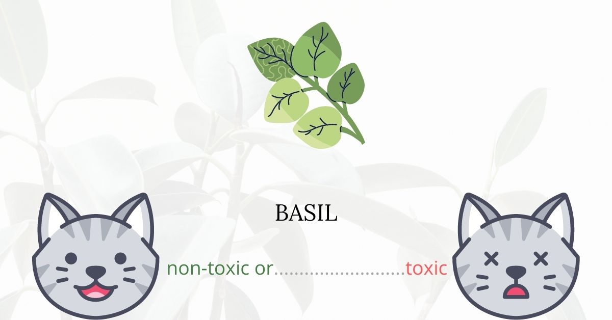 Is Basil Toxic For Cats?