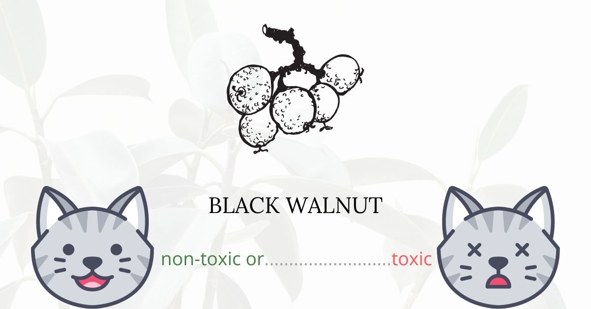 Is Black Walnut Toxic For Cats?