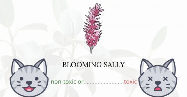 Is Blooming Sally Toxic For Cats