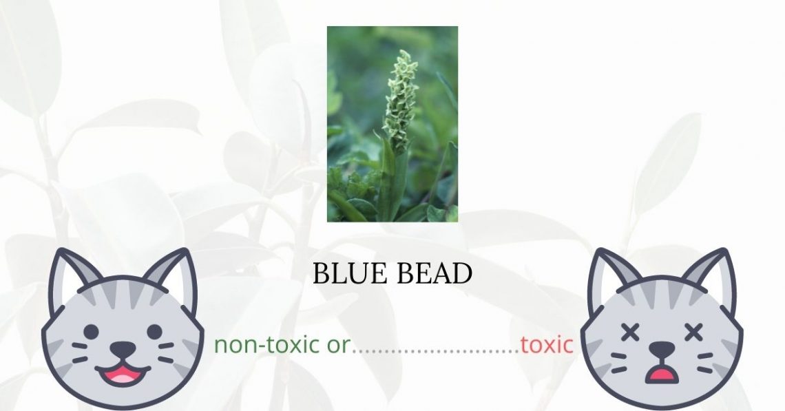 Is Blue Bead or Corn Lily Toxic For Cats