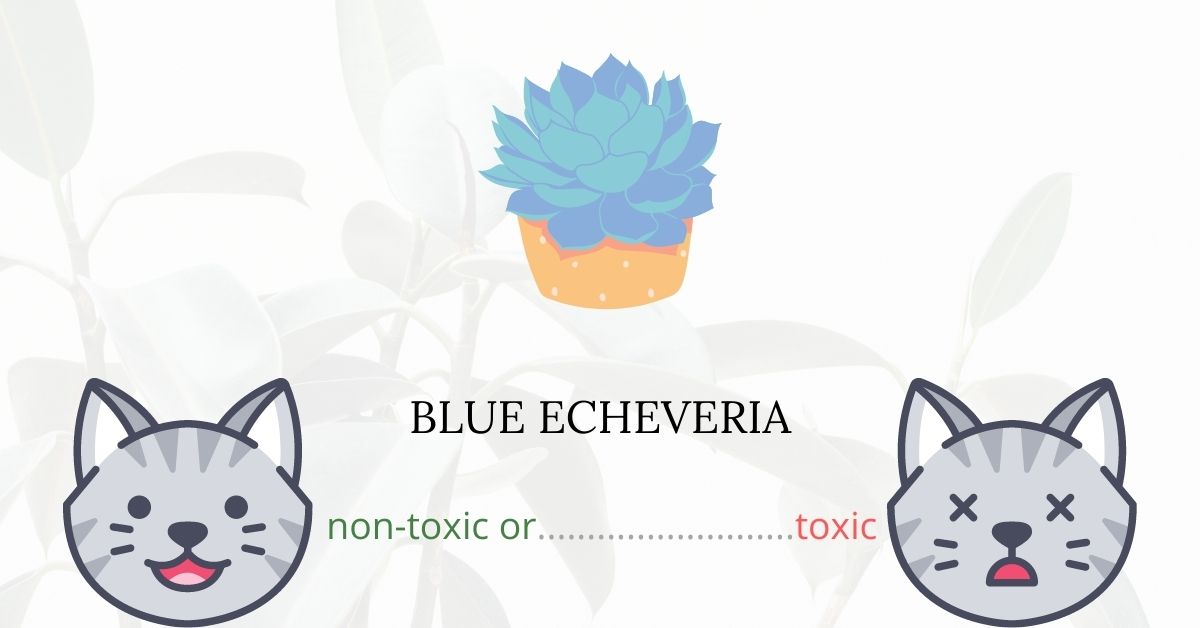 Is Blue Echeveria Toxic For Cats?