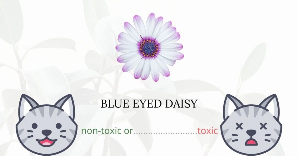 Is Blue Eyed Daisy Toxic For Cats