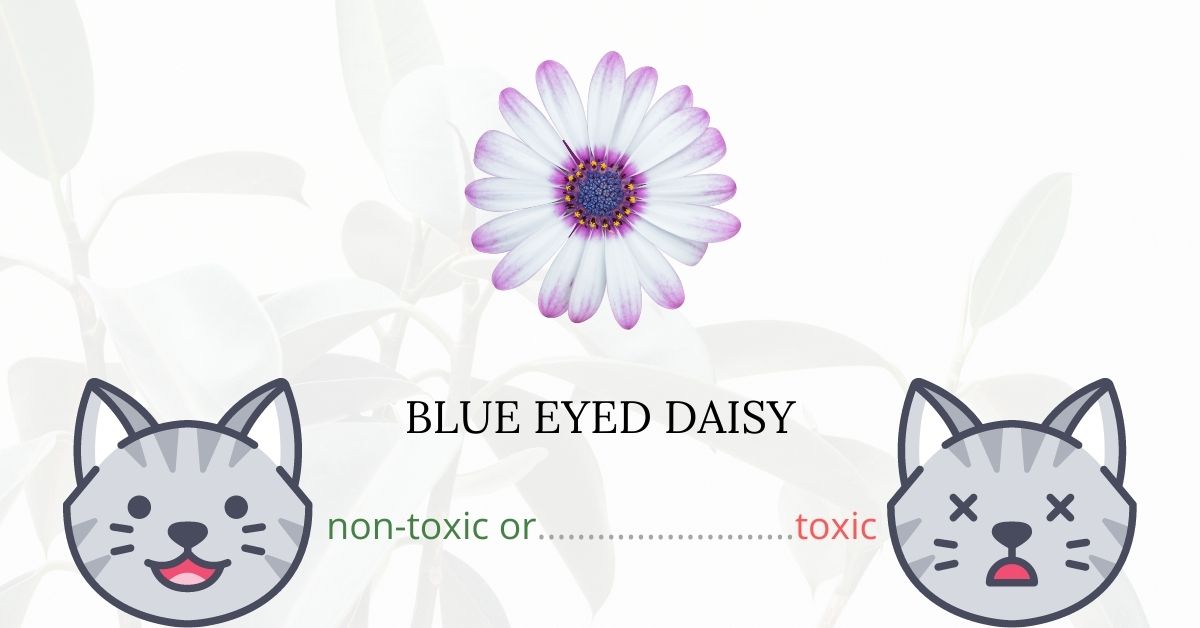 Is BlueEyed Daisy Toxic For Cats? Plants'n'Cats