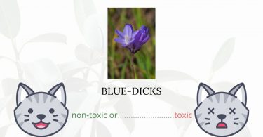 Are Blue-dicks or Wild Hyacinth Toxic For Cats
