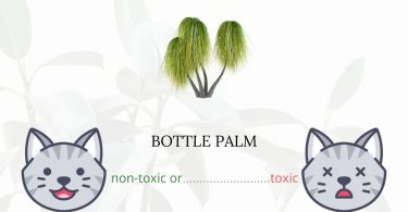 Is Bottle Palm Toxic For Cats