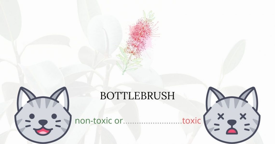 Is Bottlebrush Toxic For Cats