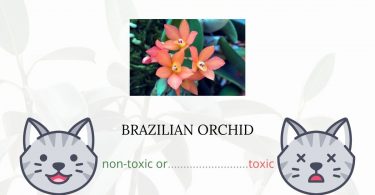 Is Brazilian Orchid Toxic For Cats