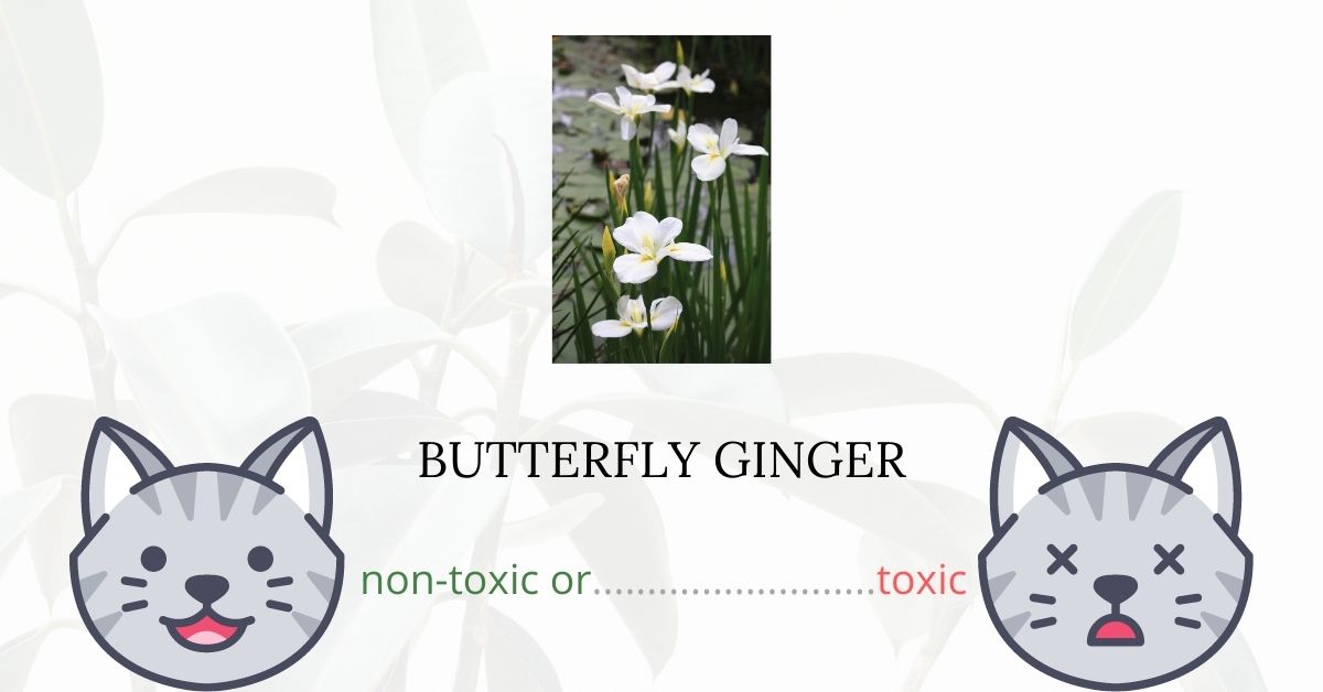 Is Butterfly Ginger Toxic For Cats?