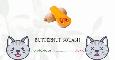 Is Butternut Squash Toxic For Cats