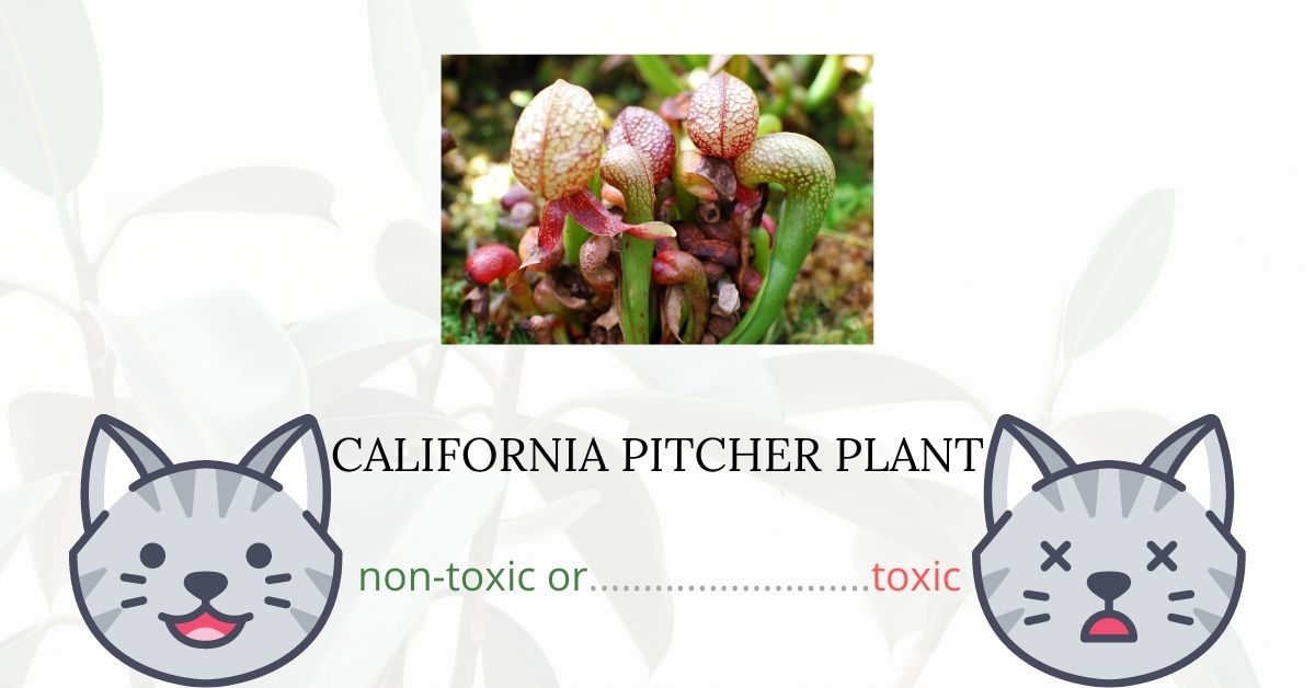Is California Pitcher Plant Toxic For Cats?