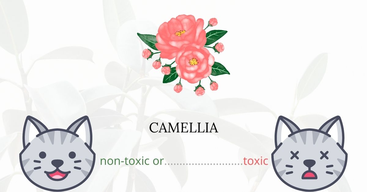 Are Camellias Toxic For Cats?
