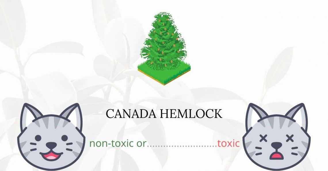 Is Canada Hemlock Toxic For Cats
