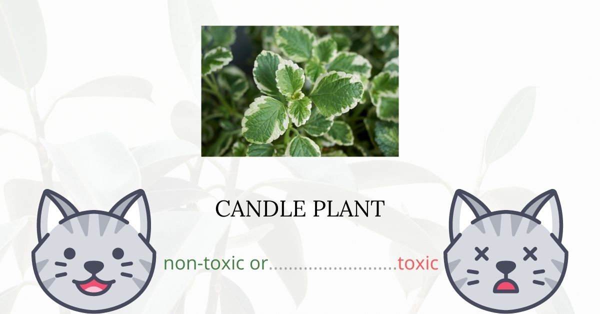 Is Candle Plant Toxic For Cats?